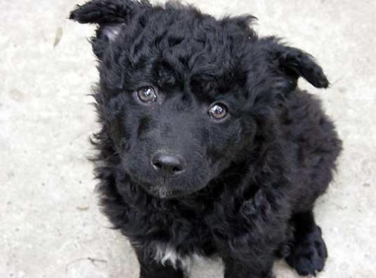 Croatian Sheepdog Puppy Pictures