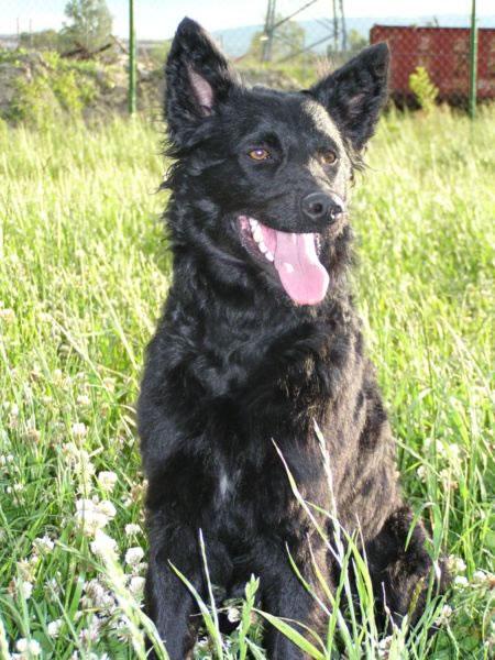 Croatian Sheepdog Pictures