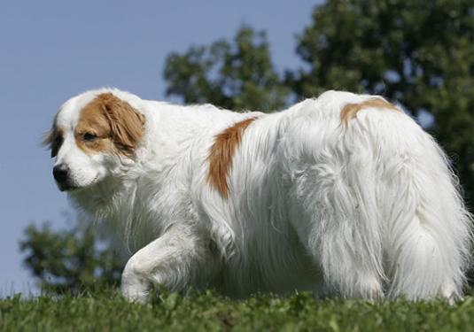 Croatian Shepherd Dog Pictures