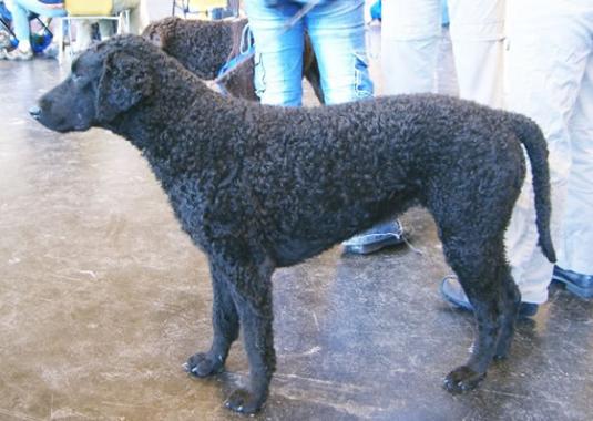 Curly Coated Retriever Pictures