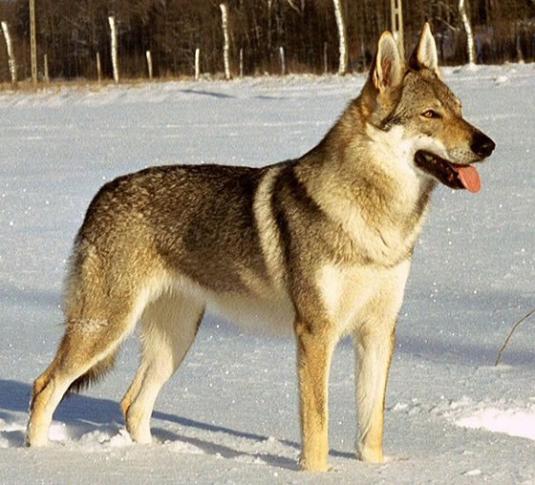 Czechoslovakian Wolfdog Pictures