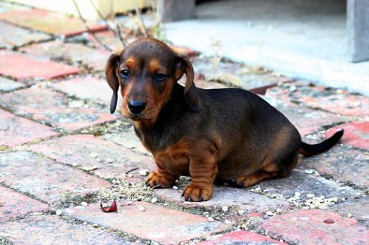 Dachshund Puppy Pictures