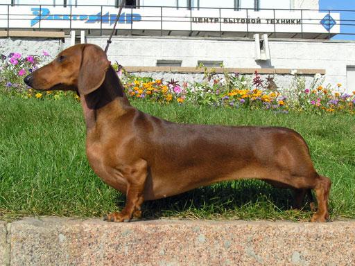 Dachshund Pictures