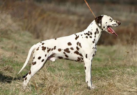 Dalmatian Pictures