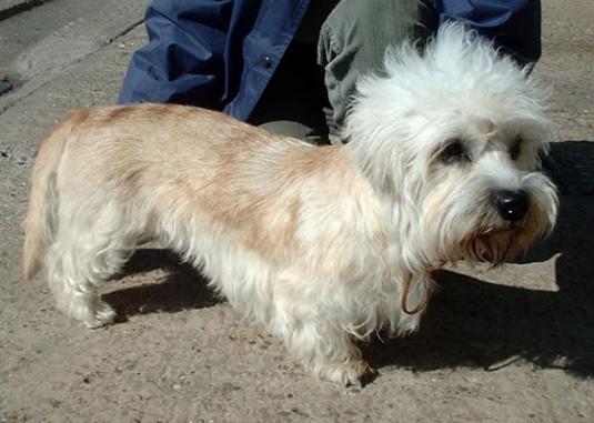 Dandie Dinmont Terrier Pictures