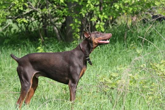 Doberman Pictures