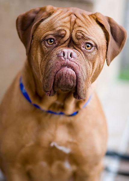 Dogue de Bordeaux Pictures 1