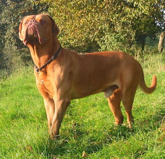 Dogue de Bordeaux Pictures