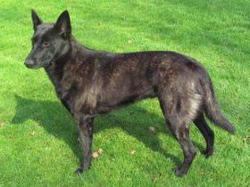 Dutch Shepherd Dog Pictures