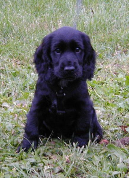 English Cocker Spaniel Puppy Pictures