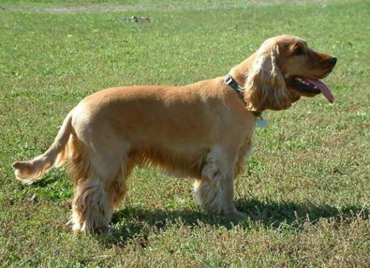 English Cocker Spaniel Pictures