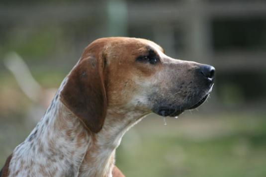 English Foxhound Pictures