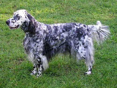 English Setter Pictures