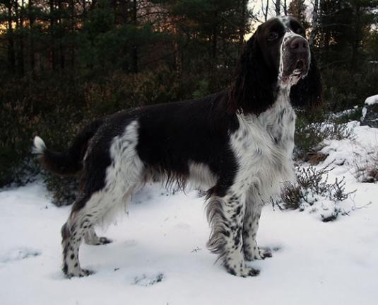 English Springer Spaniel Pictures