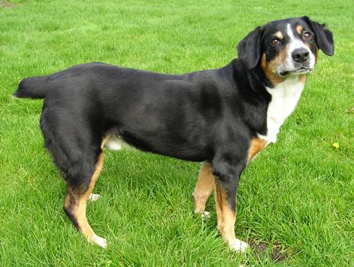 Entlebucher Mountain Dog Pictures