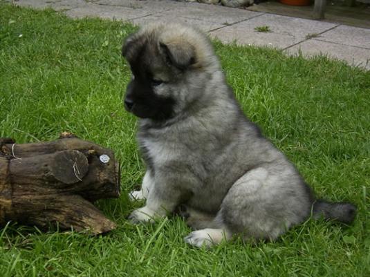 Eurasier Puppy Pictures
