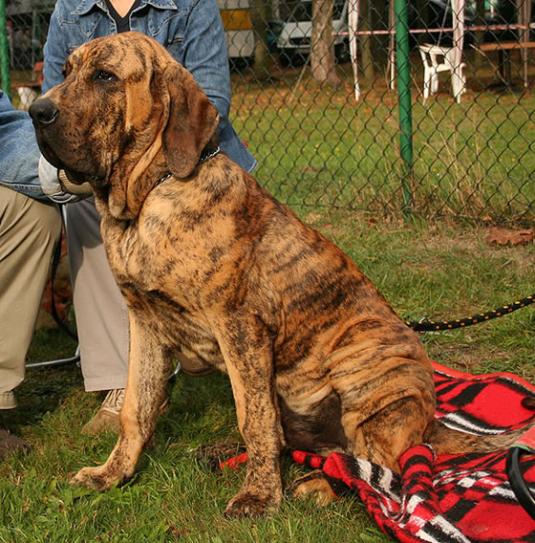 Fila Brasileiro Pictures