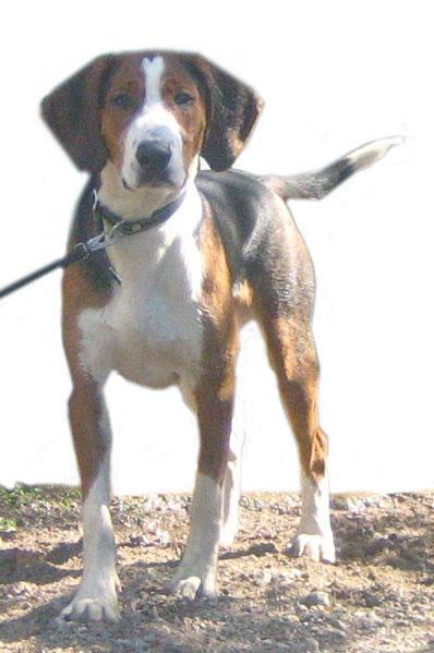 Finnish Hound Pictures