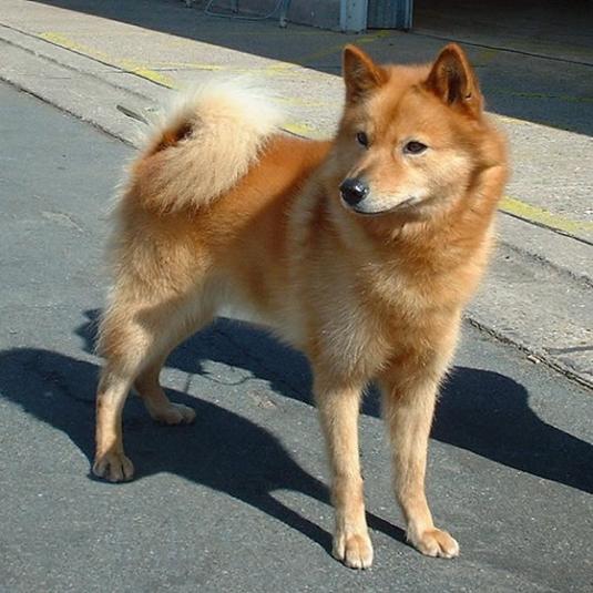 Finnish Spitz Pictures