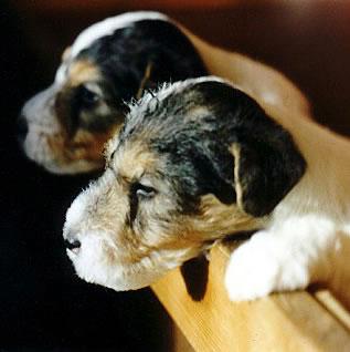 Fox Terrier Puppy Pictures