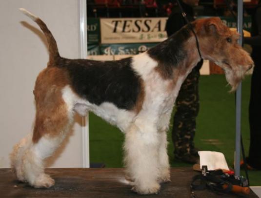 Fox Terrier Pictures