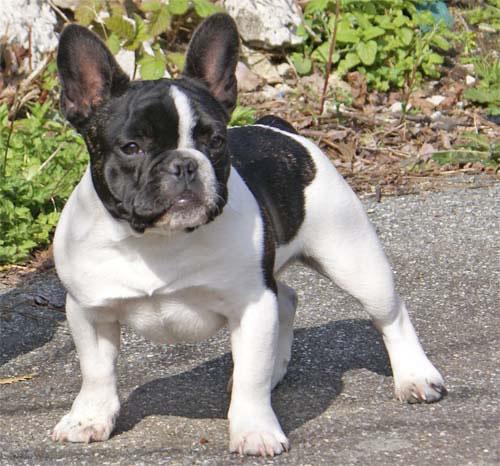 French Bulldog Pictures