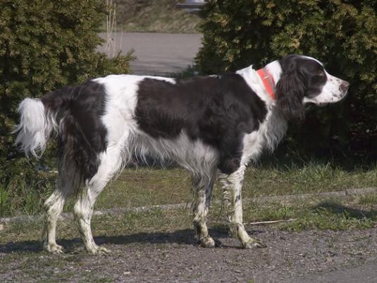 French Spaniel Pictures