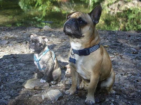 Frenchie Pug Pictures