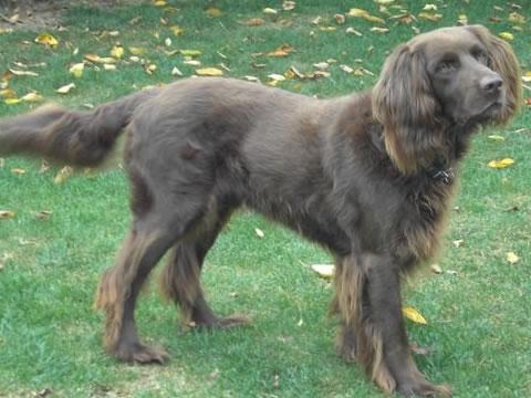 German Longhaired Pointer Pictures