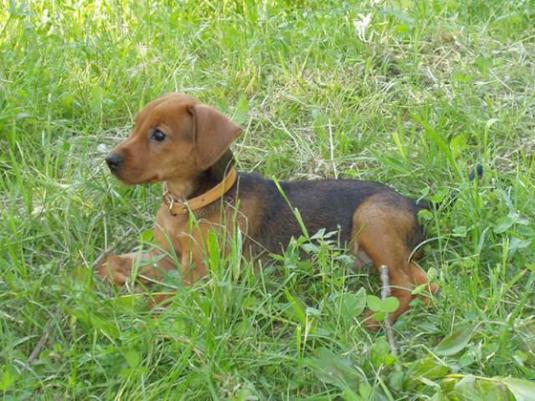 German Pinscher Puppy Pictures