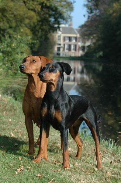 German Pinscher Pictures