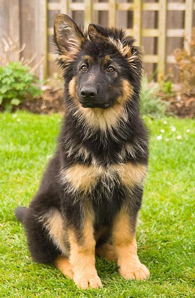 German Shepherd Puppy Pictures