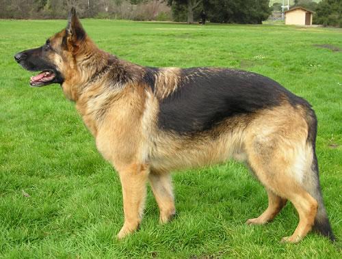 German Shepherd Pictures