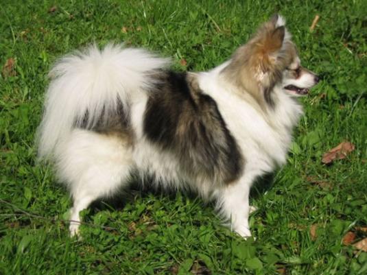 German Spitz Pictures