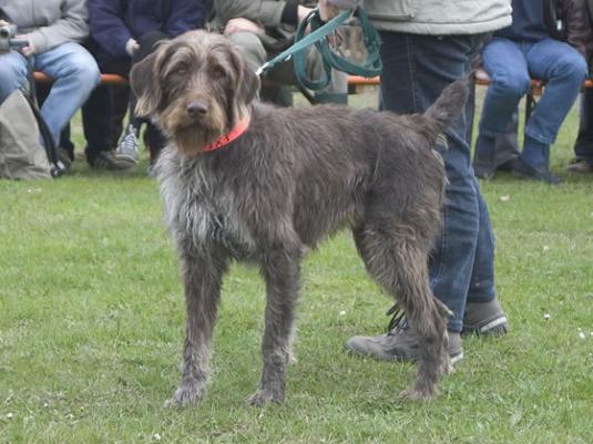 German Wirehaired Pointer Pictures 1