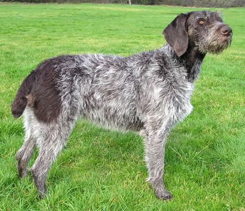 German Wirehaired Pointer Pictures