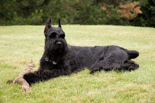 Giant Schnauzer Pictures