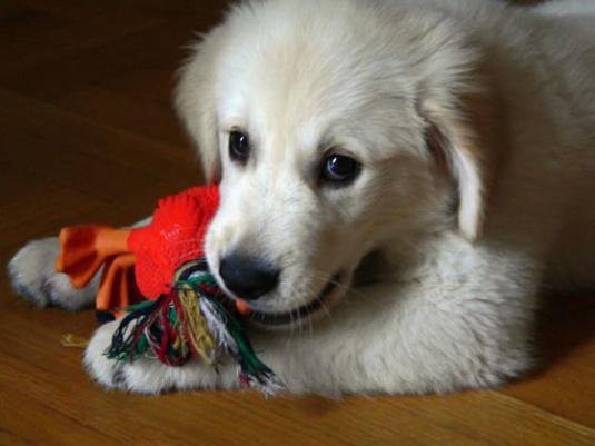 Golden Retriever Puppy Pictures