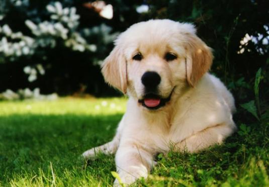 Golden Retriever Puppy Pictures
