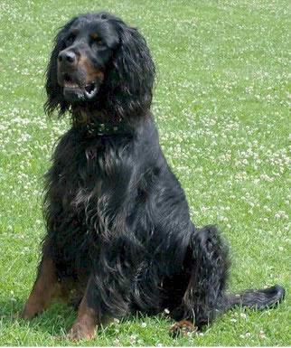 Gordon Setter Pictures