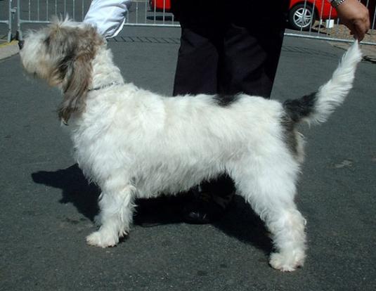 Grand Basset Griffon Vendeen Pictures