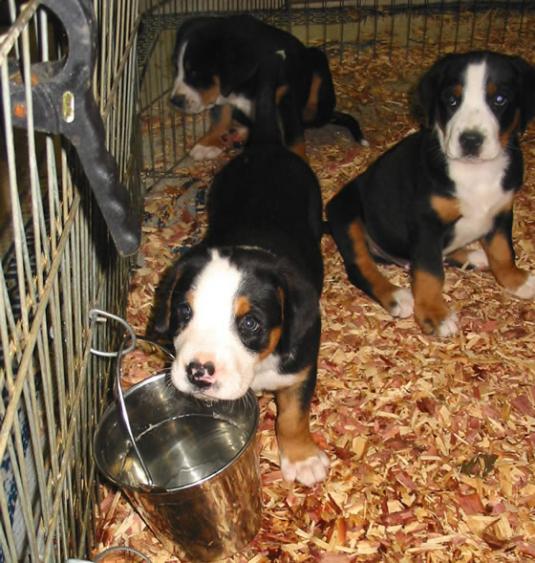Greater Swiss Mountain Dog Pictures 2