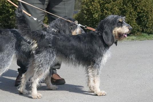 Griffon Bleu de Gascogne Pictures