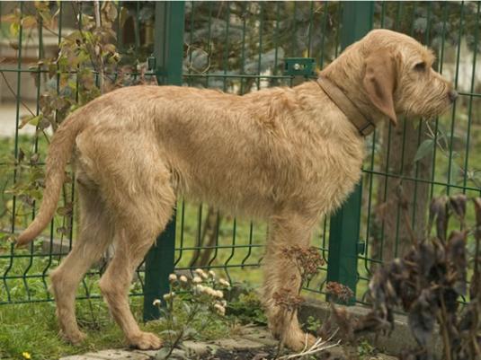 Griffon Fauve de Bretagne Pictures
