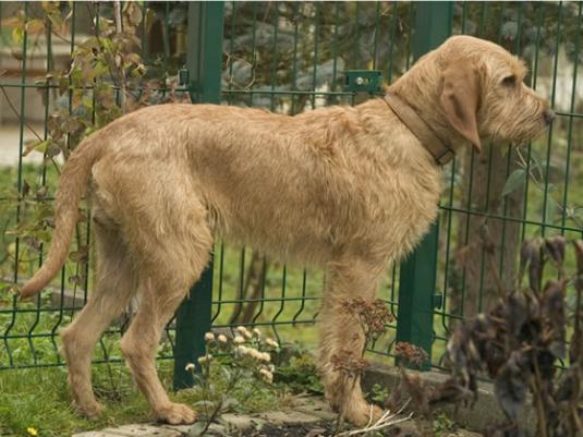 Griffon Fauve de Bretagne Pictures