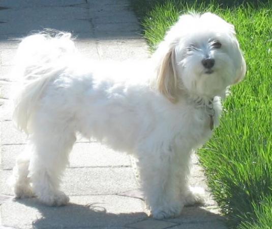 Havanese Pictures