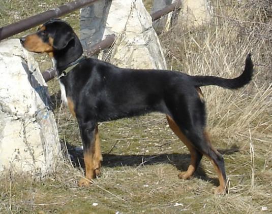 Hungarian hound Pictures