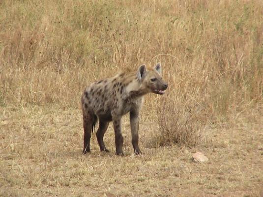 Hyena Pictures 1