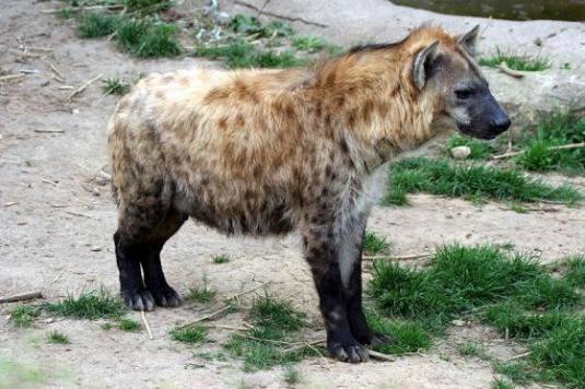 Hyena Pictures