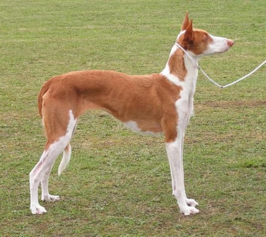 Ibizan Hound Pictures